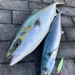 湾奥コスモ大潮初日。青牙サゴシ54cmギリ…