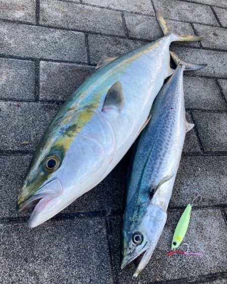 湾奥コスモ大潮初日。青牙サゴシ54cmギリ…