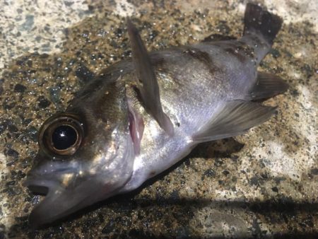 心残りの日本海