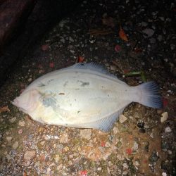 湾内でカレイ！！驚いたーーー