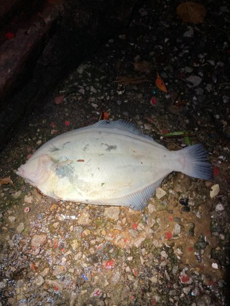 湾内でカレイ！！驚いたーーー