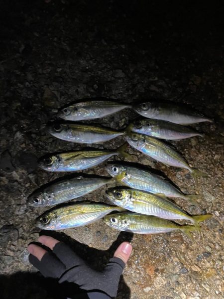 アジングシーズン 好調