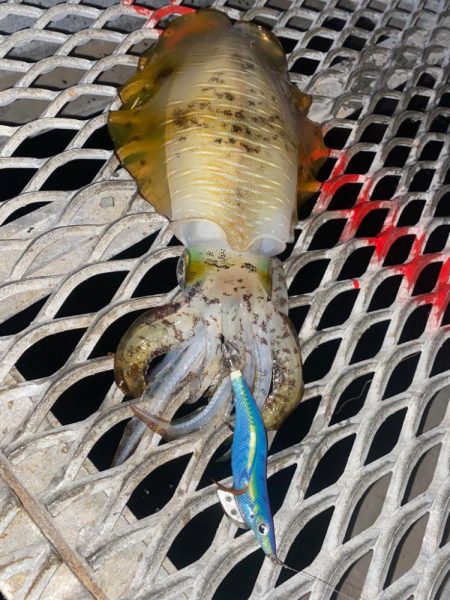 とっとパーク小島！エギング釣行