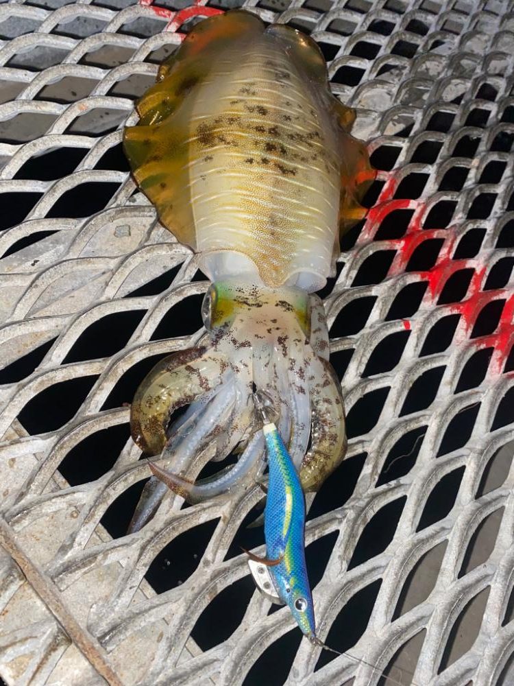 とっとパーク小島！エギング釣行