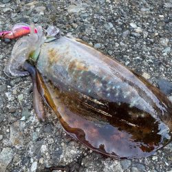 今季２杯目キロアップ