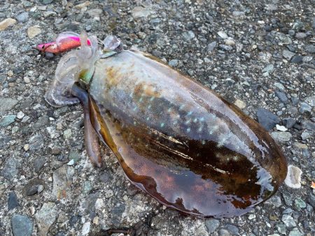 今季２杯目キロアップ