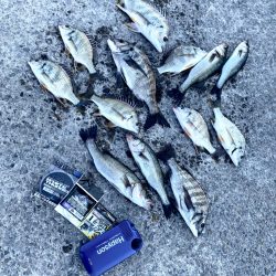 釣り始めは水深が低く魚が寄りにくい展開