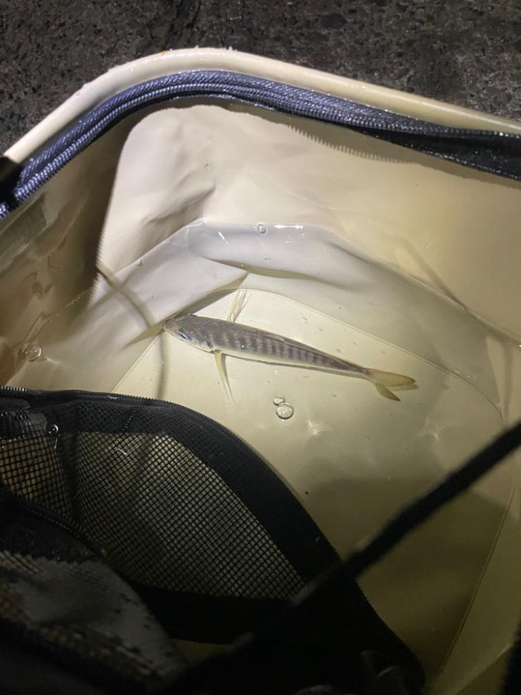 強風の中アジング