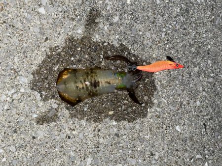 仕事おわりからのキロ狙い！