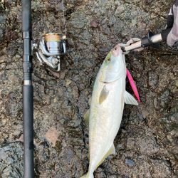 青物ってこんなに引くんだなぁ