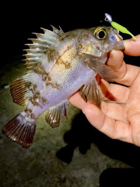 渋いっ。メバリング。