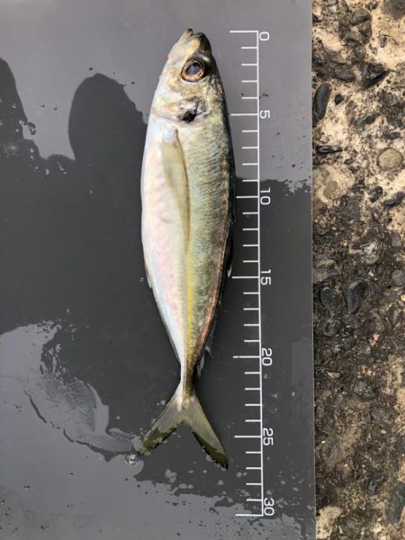 尺まで寸足らず…