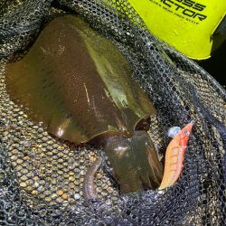 アオリイカは夕マズメにサクッと＼(^o^)…