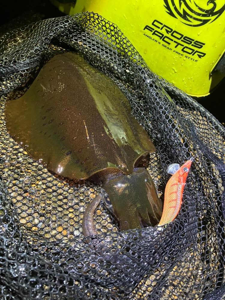 アオリイカは夕マズメにサクッと\(^o^)/