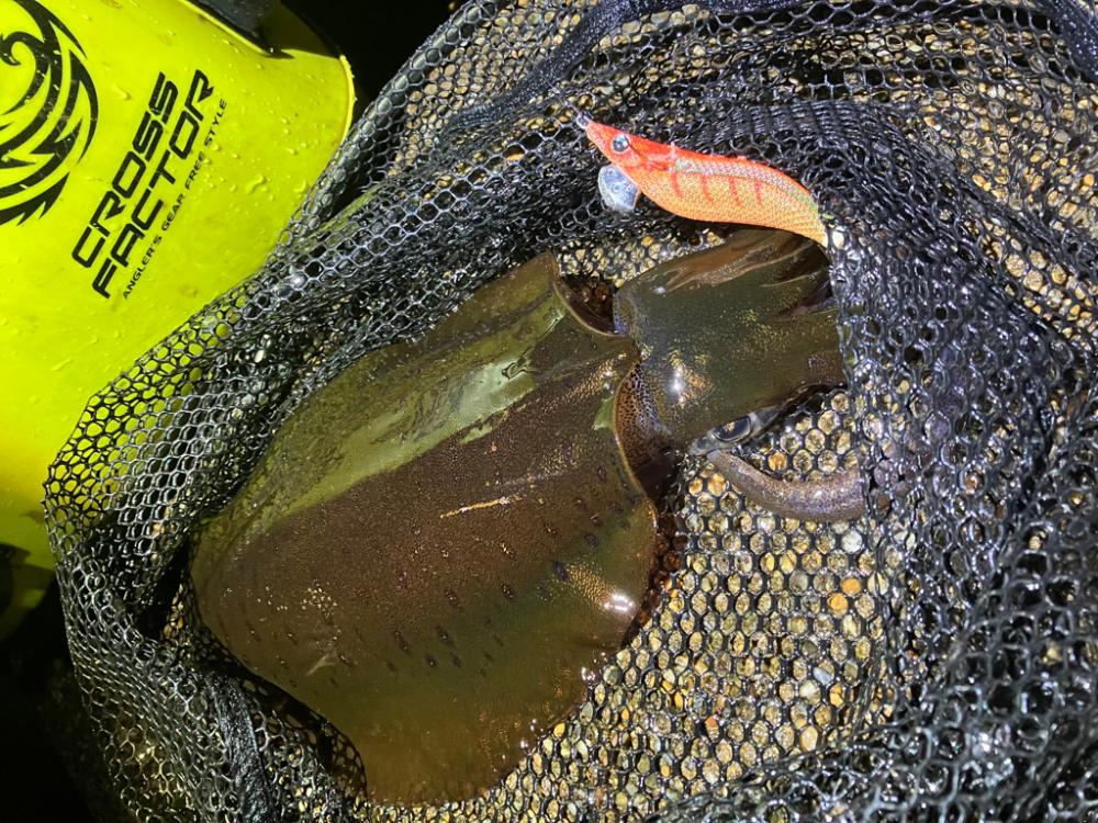 アオリイカは夕マズメにサクッと＼(^o^)…