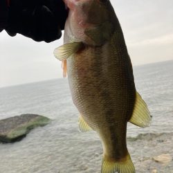 北湖のプリプリバス