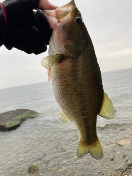 北湖のプリプリバス