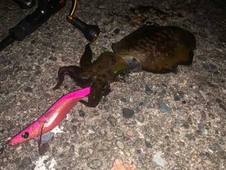 久々にアオリイカ確保！