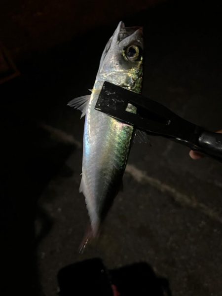 サビキでデカ鯖