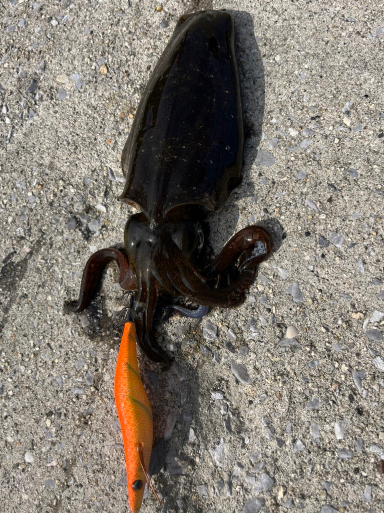 秋烏賊エギング