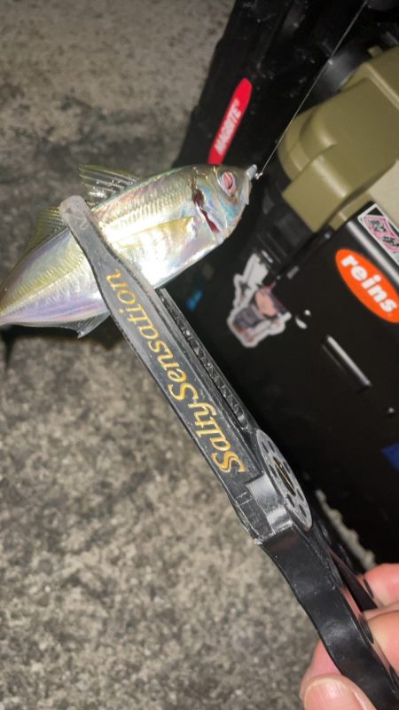 アジングナイト