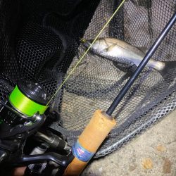 ライトゲームでシーバス