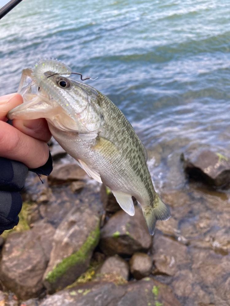 残りウィードを見つければ2桁釣果