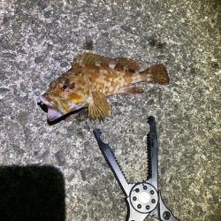 アジはどこへ行った？