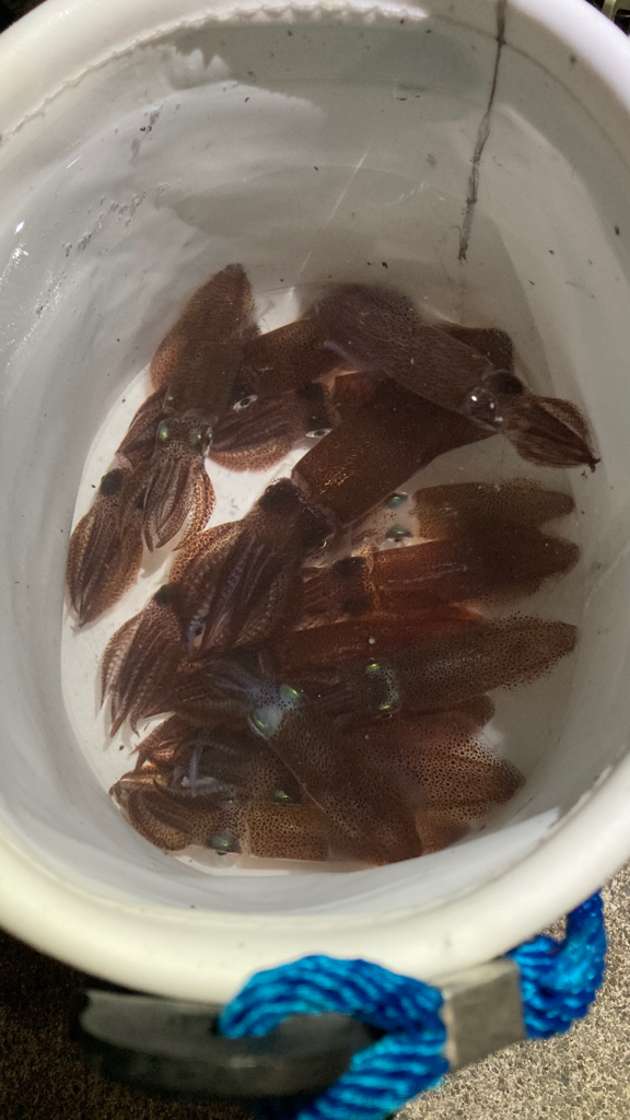 サイズが良くなってきた☆