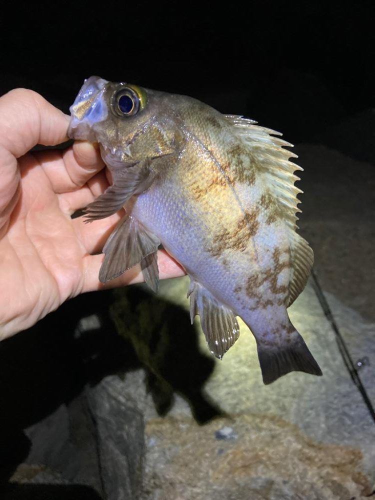 おもわね外道メバリング