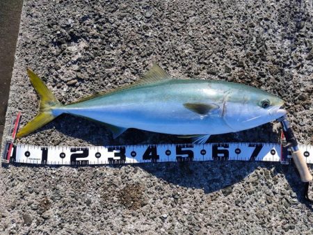 ノマセしか釣れない