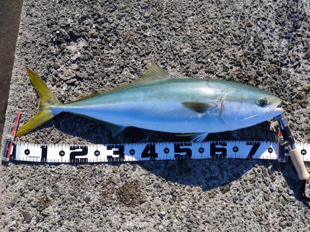 ノマセしか釣れない