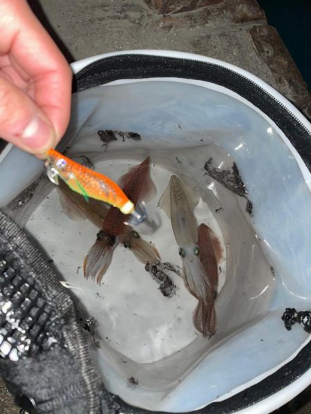 北海道マメイカ釣り