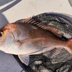 カワハギと真鯛釣り