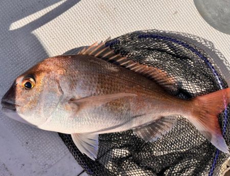 カワハギと真鯛釣り