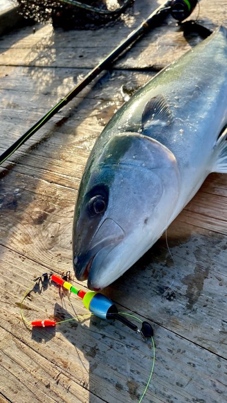 シラサでヒラマサにワラサ