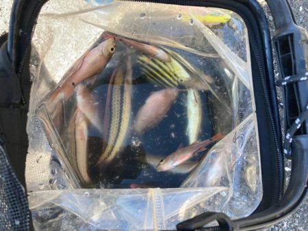 昼からのんびり