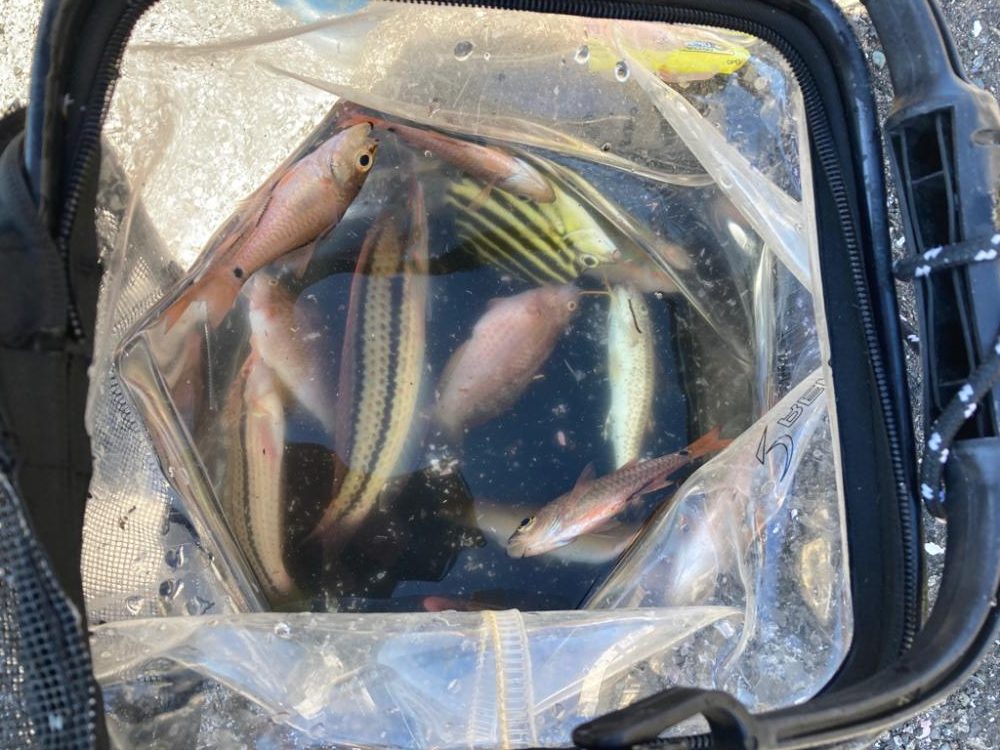 昼からのんびり