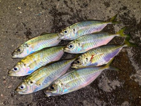 高松爆風アジング