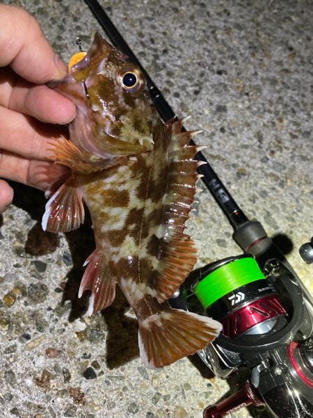 ライトロックフィッシュでガシラ