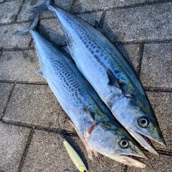 湾奥リベンジャーズ。青牙サゴシ2本。。