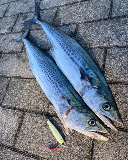 湾奥リベンジャーズ。青牙サゴシ2本。。