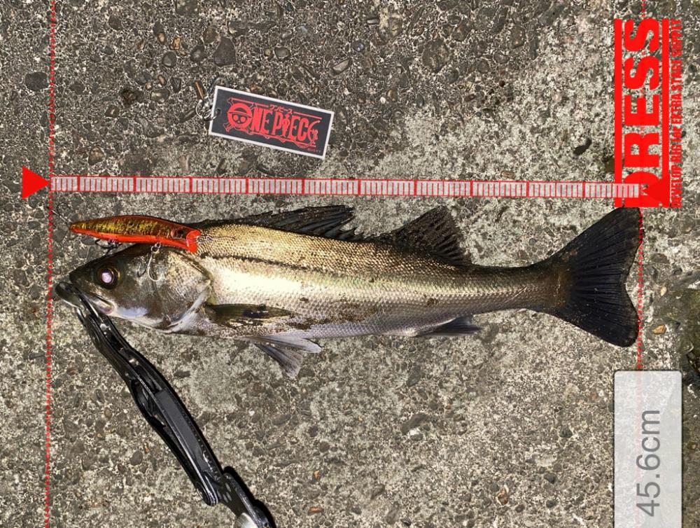 サイズでなーい