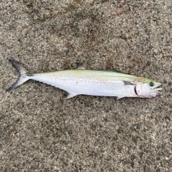 ルアーには食わない