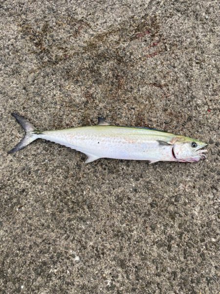 ルアーには食わない