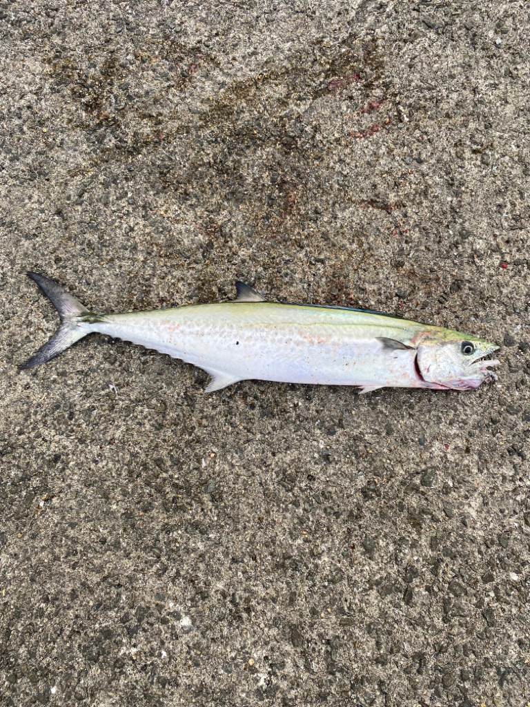 ルアーには食わない