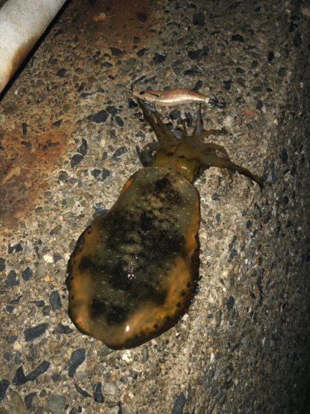 シャローに幸ありpart.2