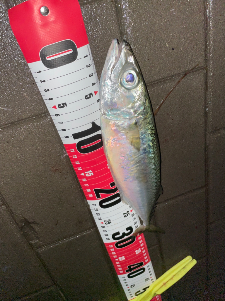 久しぶりの南港、シーサイドコスモッ❗️