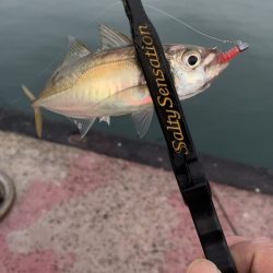 少し遠征アジング