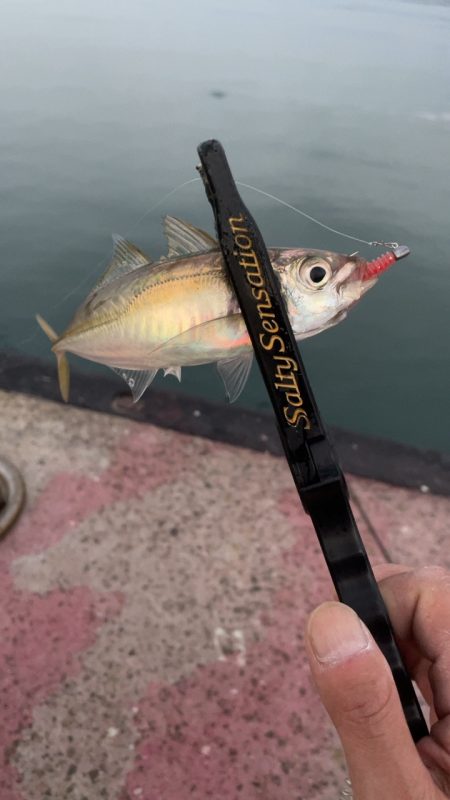 少し遠征アジング